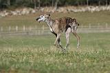 GALGO 004